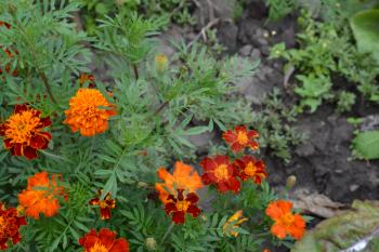Marigolds. Tagetes.Garden. Flowerbed. Fluffy buds. Green leaves. Flowers yellow or orange. Horizontal photo