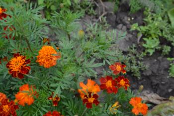 Marigolds. Tagetes.Garden. Flowerbed. Fluffy buds. Green leaves. Flowers yellow or orange. Horizontal