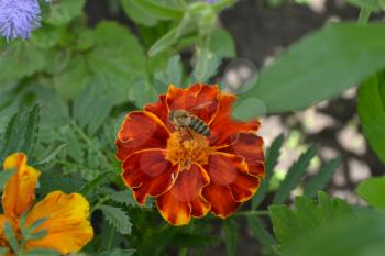 Marigolds. Tagetes.Garden. Flowerbed. Fluffy buds. Green leaves. Growing flowers.  Flowers yellow or orange. Bee. Horizontal photo