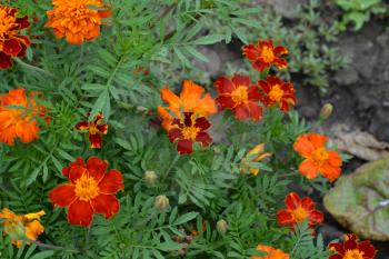 Marigolds. Tagetes.Garden. Flowerbed. Fluffy buds. Green leaves. Growing flowers.  Flowers yellow or orange. Horizontal photo