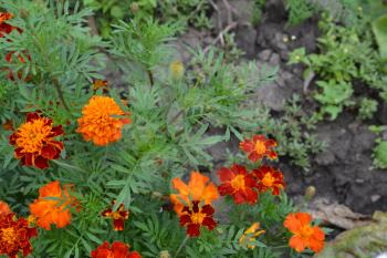 Marigolds. Tagetes.Garden. Flowerbed. Fluffy buds. Green leaves. Growing flowers.  Flowers yellow or orange. Horizontal