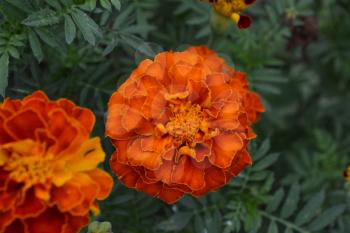 Marigolds. Tagetes.Garden. Flowerbed. Fluffy buds. Growing flowers. Flowers yellow or orange. Horizontal photo