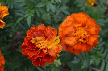 Marigolds. Tagetes.Garden. Flowerbed. Fluffy buds. Growing flowers. Flowers yellow or orange. Horizontal