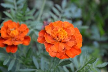 Marigolds. Tagetes.Garden. Fluffy buds. Green leaves. Growing flowers.  Flowers yellow or orange. Horizontal photo