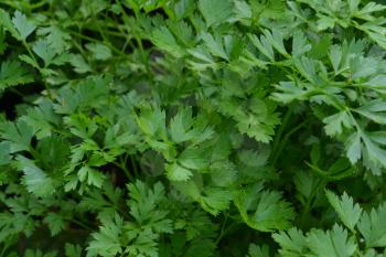 Parsley. Petroselinum. parsley leaves. Green leaves. Parsley growing in the garden. Close-up. Field. Farm. Agriculture. Growing herbs. Horizontal