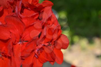 Pelargonium. Garden plants. Geranium red. Flower. Useful houseplant. Close-up. Horizontal photo