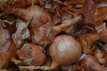 Onion. Allium cepa. Close-up. Farm. Field. Garden. Harvesting