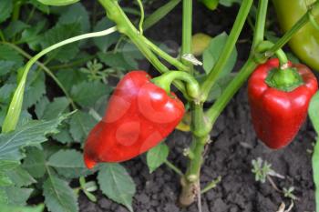 Pepper. Capsicum annuum. Pepper red. Pepper growing in the garden. Garden. Field. Cultivation of vegetables. Agriculture. Horizontal