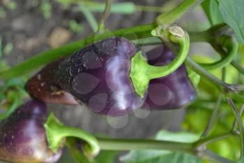Pepper. Capsicum annuum. Pepper purple. Close-up. Pepper growing in the garden. Garden. Field. Cultivation of vegetables. Agriculture. Vertical photo