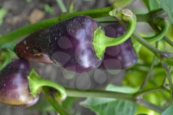 Pepper. Capsicum annuum. Pepper purple. Close-up. Pepper growing in the garden. Garden. Field. Cultivation of vegetables. Vertical photo