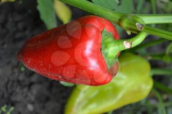 Pepper. Capsicum annuum. Pepper red and green. Close-up. Pepper growing in the garden. Garden. Field. Cultivation of vegetables. Agriculture. Vertical