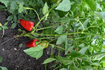 Pepper. Capsicum annuum. Pepper red and green. Pepper growing in the garden. Field. Cultivation of vegetables. Agriculture. Vertical photo
