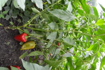 Pepper. Capsicum annuum. Pepper red and green. Pepper growing in the garden. Garden. Field. Cultivation of vegetables. Agriculture. Vertical photo