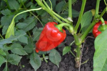 Pepper. Capsicum annuum. Pepper red. Pepper growing in the garden. Garden. Field. Cultivation of vegetables. Agriculture. Horizontal photo