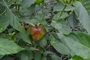 Pepper. Capsicum annuum. Pepper red. Pepper growing in the garden. Field. Cultivation of vegetables. Agriculture. Horizontal photo
