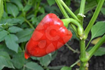 Pepper. Capsicum annuum. Pepper red. Pepper growing in the garden. Garden. Field. Cultivation of vegetables. Horizontal photo