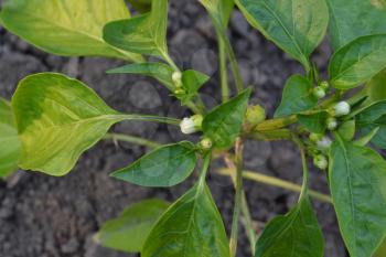 Pepper. Capsicum annuum. The leaves and flowers. Close-up. Pepper growing in the garden. Garden. Field. Cultivation of vegetables. Agriculture. Horizontal photo
