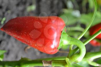 Pepper. Capsicum annuum. Pepper red. Pepper growing in the garden. Garden. Field. Cultivation of vegetables. Agriculture. Vertical photo