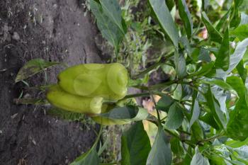 Pepper. Capsicum annuum. White pepper. Pepper growing in the garden. Garden. Cultivation of vegetables. Agriculture. Vertical