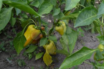 Pepper. Capsicum annuum. White pepper. Pepper growing in the garden. Garden. Field. Cultivation of vegetables. Agriculture. Horizontal photo