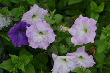 Petunia. Stimoryne. Petunia nyctaginiflora. Delicate flower. Flowers of different colors - white, pink, purple. Bushes petunias. Flowerbed. Growing flowers. Beautiful plants. Horizontal photo