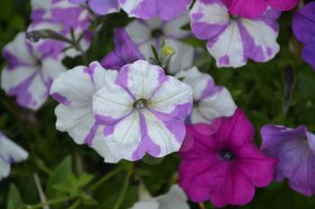 Petunia. Stimoryne. Petunia nyctaginiflora. Delicate flower. Flowers are white with purple. Bushes petunias. Green leaves. Garden. Flowerbed. Growing flowers. Horizontal