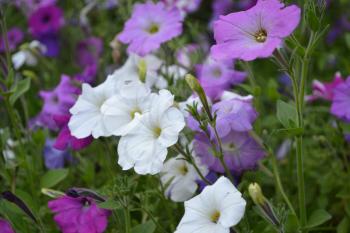 Petunia. Stimoryne. Petunia nyctaginiflora. Delicate flower. Flowers of different colors - white, pink, purple. Bushes petunias. Garden. Flowerbed. Growing flowers. Beautiful plants. Horizontal