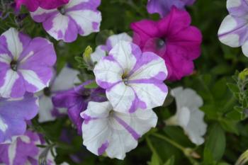 Petunia. Stimoryne. Petunia nyctaginiflora. Delicate flower. Flowers are white with purple. Bushes petunias. Green leaves. Garden. Flowerbed. Beautiful plants. Horizontal