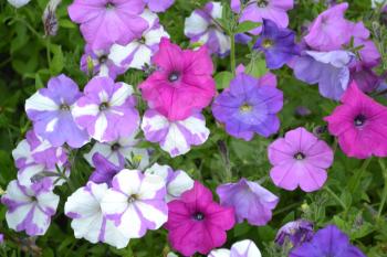 Petunia. Stimoryne. Petunia nyctaginiflora. Delicate flower. Flowers of different colors - white, pink, purple. Bushes petunias. Green leaves. Garden. Flowerbed. Growing flowers. Horizontal