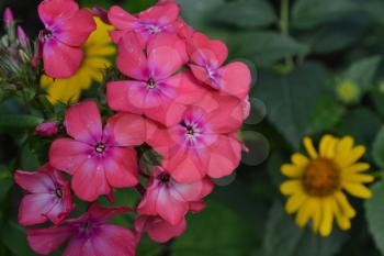 Phlox. Polemoniaceae. Beautiful inflorescence. Flowers pink. Nice smell. Growing flowers. Flowerbed. Garden. Horizontal