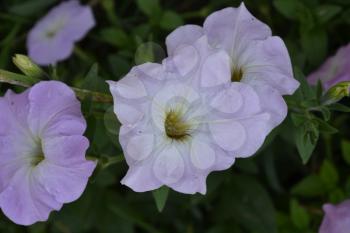Petunia. Stimoryne. Petunia nyctaginiflora. Delicate flower. Flowers pink. bushes petunias. Green leaves. Garden. Horizontal photo