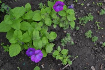 Petunia. Stimoryne. Petunia nyctaginiflora. Delicate flower. Flowers purple color. bushes petunias. Green leaves. Garden. Flowerbed. Growing flowers. Beautiful plants. Horizontal