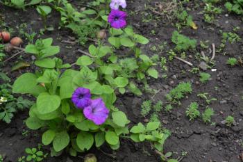 Petunia. Stimoryne. Petunia nyctaginiflora. Delicate flower. Flowers purple color. bushes petunias. Green leaves. Garden. Flowerbed. Growing flowers. Horizontal