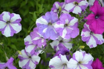 Petunia. Stimoryne. Petunia nyctaginiflora. Delicate flower. Flowers purple with white stripes. Bushes petunias. Garden. Flowerbed. Growing flowers. Beautiful plants. Horizontal photo