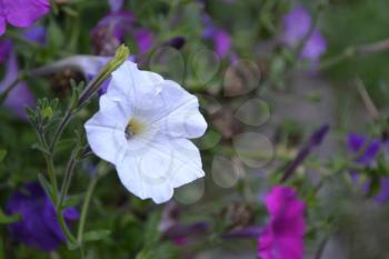 Petunia. Stimoryne. Petunia nyctaginiflora. Delicate flower. White flowers. bushes petunias. Green leaves. Garden. Flowerbed.  Horizontal