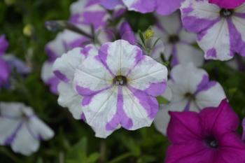 Petunia. Stimoryne. Petunia nyctaginiflora. Delicate flower. Flowers purple with white stripes. Bushes petunias. Green leaves. Garden. Flowerbed. Growing flowers. Horizontal photo