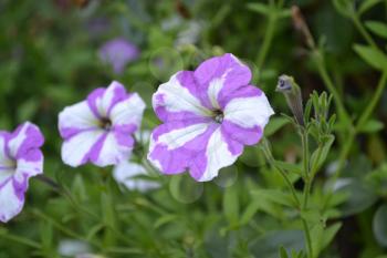 Petunia. Stimoryne. Petunia nyctaginiflora. Delicate flower. Flowers purple with white stripes. Bushes petunias. Green leaves. Garden. Growing flowers. Beautiful plants. Horizontal