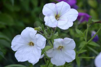 Petunia. Stimoryne. Petunia nyctaginiflora. Delicate flower. White flowers. bushes petunias. Green leaves. Garden. Flowerbed. Growing flowers. Horizontal