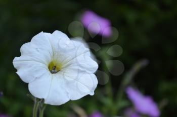 Petunia. Stimoryne. Petunia nyctaginiflora. Delicate flower. White flowers. bushes petunias. Green leaves. Growing flowers. Beautiful plants. Horizontal photo