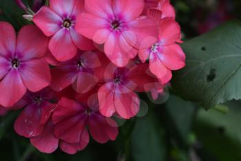 Phlox. Polemoniaceae. Beautiful inflorescence. Flowers pink. Nice smell. Flowerbed. Garden. Floriculture. On blurred background. Close-up. Horizontal