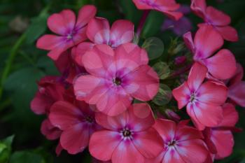 Phlox. Polemoniaceae. Beautiful inflorescence. Flowers pink. Nice smell. Growing flowers. Flowerbed. Floriculture. On blurred background. Close-up. Horizontal