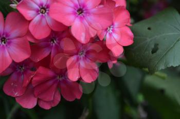 Phlox. Polemoniaceae. Beautiful inflorescence. Flowers pink. Growing flowers. Flowerbed. Garden. Floriculture. On blurred background. Close-up. Horizontal photo