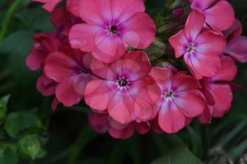 Phlox. Polemoniaceae. Beautiful inflorescence. Flowers pink. Nice smell. Flowerbed. Garden. Floriculture. On blurred background. Close-up. Horizontal photo