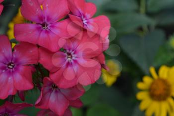 Phlox. Polemoniaceae. Beautiful inflorescence. Flowers pink. Nice smell. Growing flowers. Flowerbed. Close-up. Horizontal photo