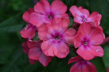 Phlox. Polemoniaceae. Beautiful inflorescence. Flowers pink. Nice smell. Growing flowers. Flowerbed. Floriculture. On blurred background. Close-up. Horizontal photo