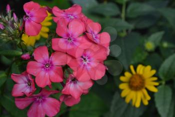 Phlox. Polemoniaceae. Beautiful inflorescence. Flowers pink. Nice smell. Growing flowers. Flowerbed. Garden. Horizontal photo