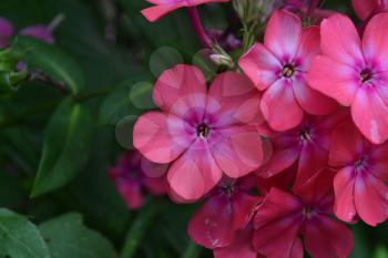 Phlox. Polemoniaceae. Beautiful inflorescence. Flowers pink. Nice smell. Growing flowers. Flowerbed. Garden. Floriculture. Horizontal