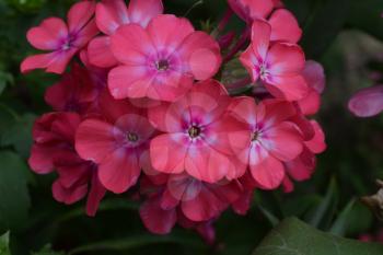 Phlox. Polemoniaceae. Beautiful inflorescence. Flowers pink. Nice smell. Growing flowers. Flowerbed. Garden. Floriculture. On blurred background. Horizontal