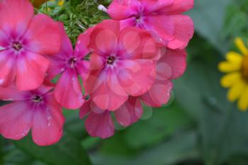 Phlox. Polemoniaceae. Beautiful inflorescence. Flowers pink. Nice smell. Growing flowers. Flowerbed. On blurred background. Close-up. Horizontal