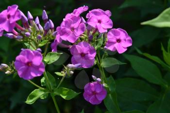 Phlox. Polemoniaceae. Beautiful inflorescence. Flowers purple color. Nice smell. Growing flowers. Flowerbed. Garden. Floriculture. Horizontal